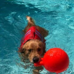 Jolly Pets Tug-n-Toss Dog Toy, Orange 10 Jolly Pets Tug-n-Toss Dog Toy, Orange -Blue Buffalo Shop 91086 PT2. AC SS1800 V1629243681