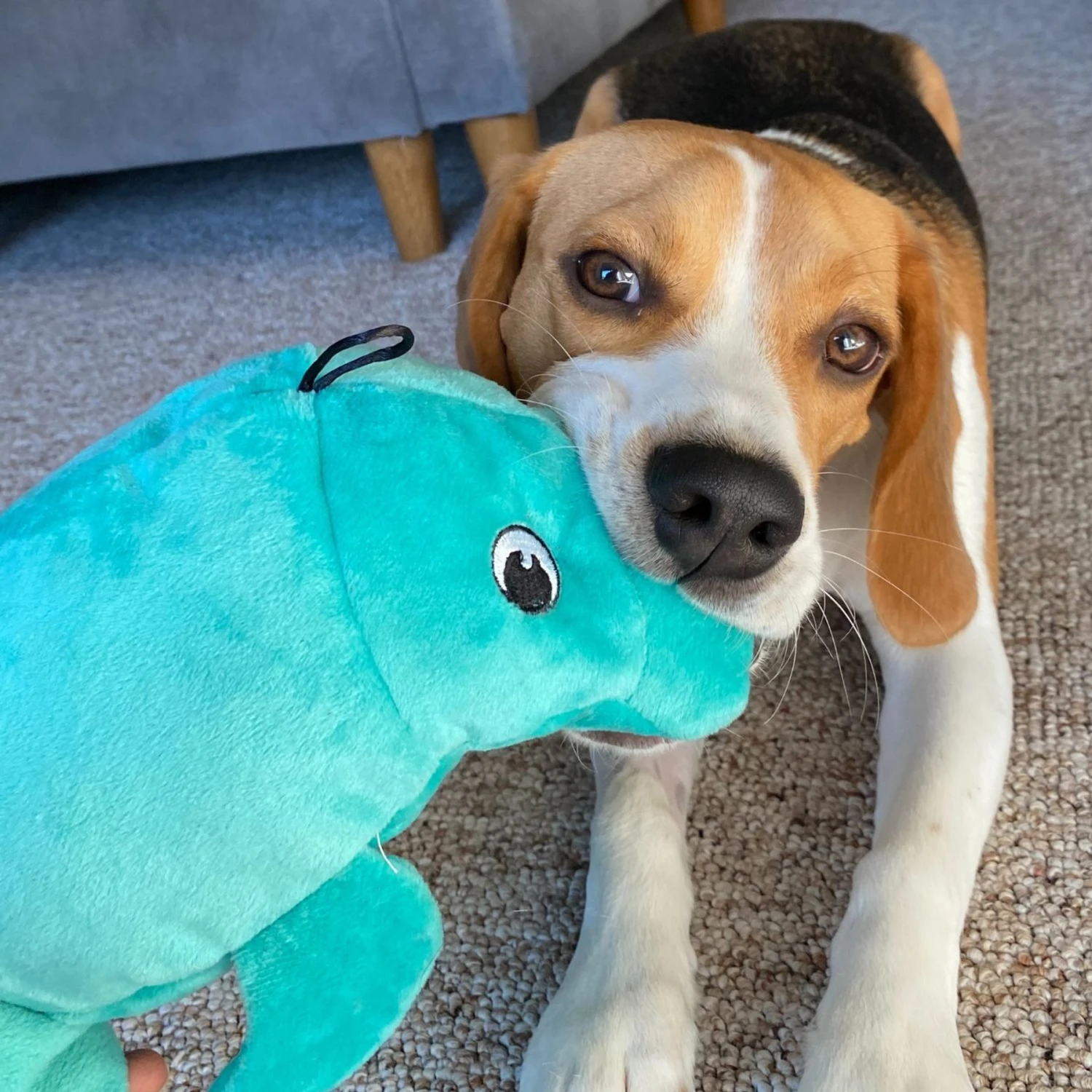 Snuggle Puppy Tender-Tuffs Big Shots Manatee Squeaky Dog Plush Toy, Green, Large 7 Snuggle Puppy Tender-Tuffs Big Shots Manatee Squeaky Dog Plush Toy, Green, Large - Image 5