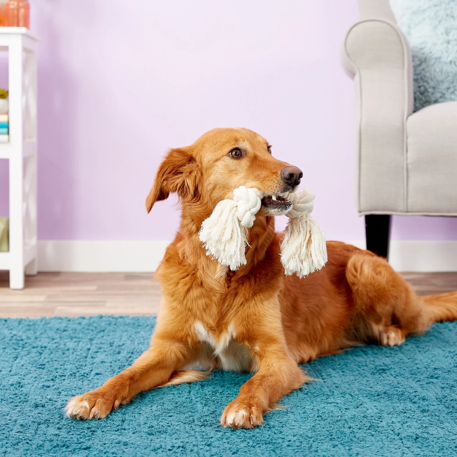 Booda 2 Knot Rope Bones For Dogs 4 Booda 2 Knot Rope Bones For Dogs - Image 2