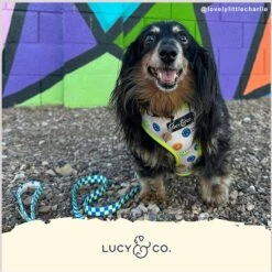 Lucy & Co. The Have A Nice Day Reversible Dog Harness, Blue 12 Lucy & Co. The Have A Nice Day Reversible Dog Harness, Blue -Blue Buffalo Shop 923062 PT4. AC SS1800 V1693511076