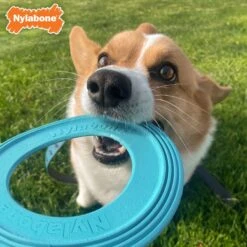 Nylabone Power Play Super Flyer Puppy Toy, Blue -Blue Buffalo Shop 939830 PT2. AC SS1800 V1692108863