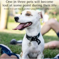 PawFurEver Dog Breed Stainless Steel Personalized Dog ID Tag 12 PawFurEver Dog Breed Stainless Steel Personalized Dog ID Tag -Blue Buffalo Shop 958030 PT2. AC SS1800 V1696276209