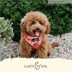 Lucy & Co. The Posy Pink Reversible Dog Harness, Pink 12 Lucy & Co. The Posy Pink Reversible Dog Harness, Pink -Blue Buffalo Shop 961414 PT4. AC SS1800 V1695674570