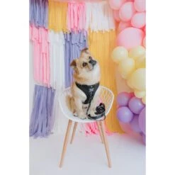 Sassy Woof Friends Dog Harness & Leash, Black -Blue Buffalo Shop 981966 PT3. AC SS1800 V1698342895