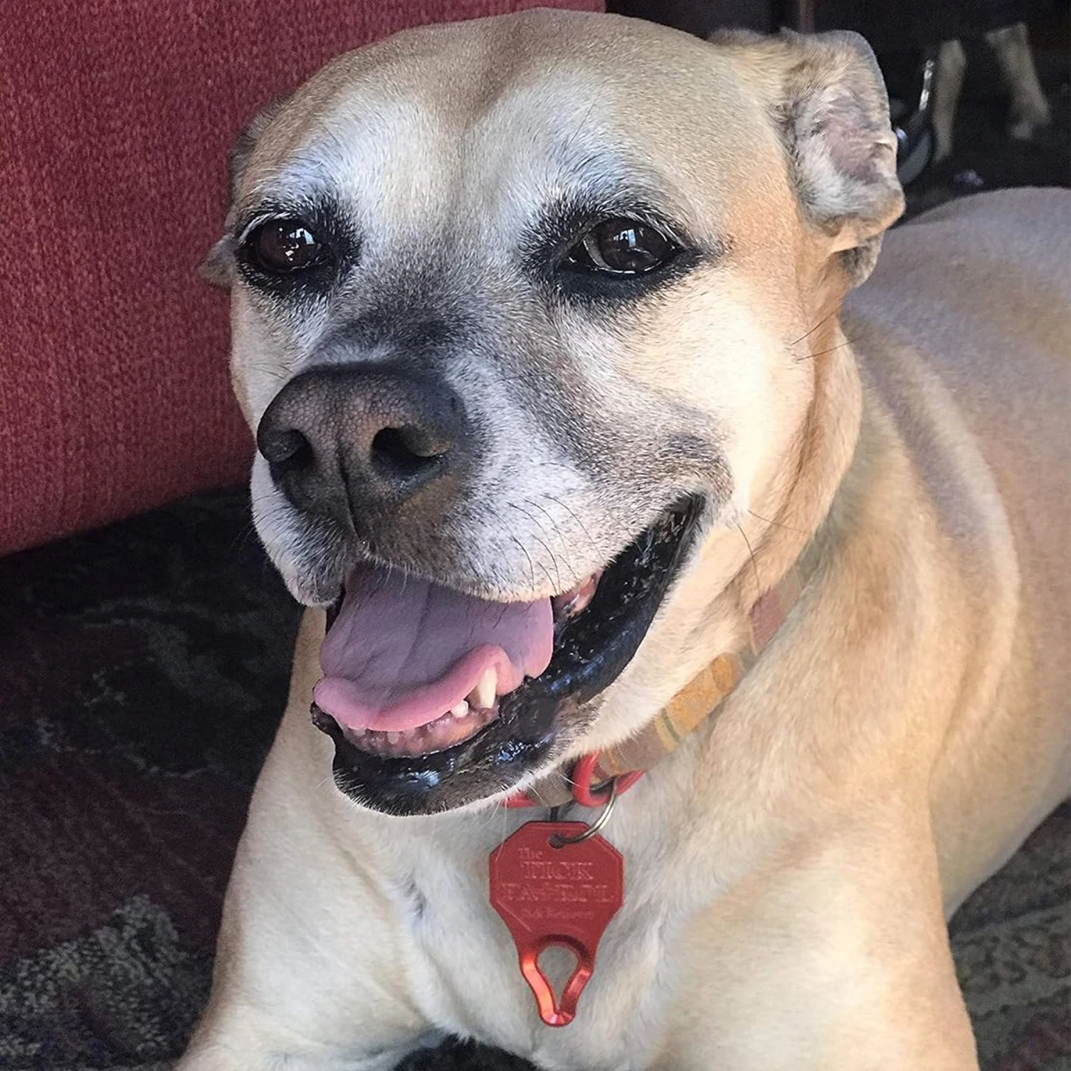 The Tick Patrol Aluminum Tick Remover Tool 7 The Tick Patrol Aluminum Tick Remover Tool - Image 5