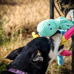 Pet Fit For Life Squeaky Plush Dog Toy For Alligator Wand, 3 Count -Blue Buffalo Shop 987270 PT3. AC SS1800 V1699648334