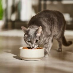 9 Lives Hearty Cuts With Real Beef & Chicken In Gravy Canned Cat Food -Blue Buffalo Shop 100249 PT3. AC SS1800 V1682710731