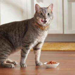 Meow Mix Savory Morsels Seafood Favorites Variety Pack Cat Food Trays -Blue Buffalo Shop 100289 PT5. AC SS1800 V1670940409