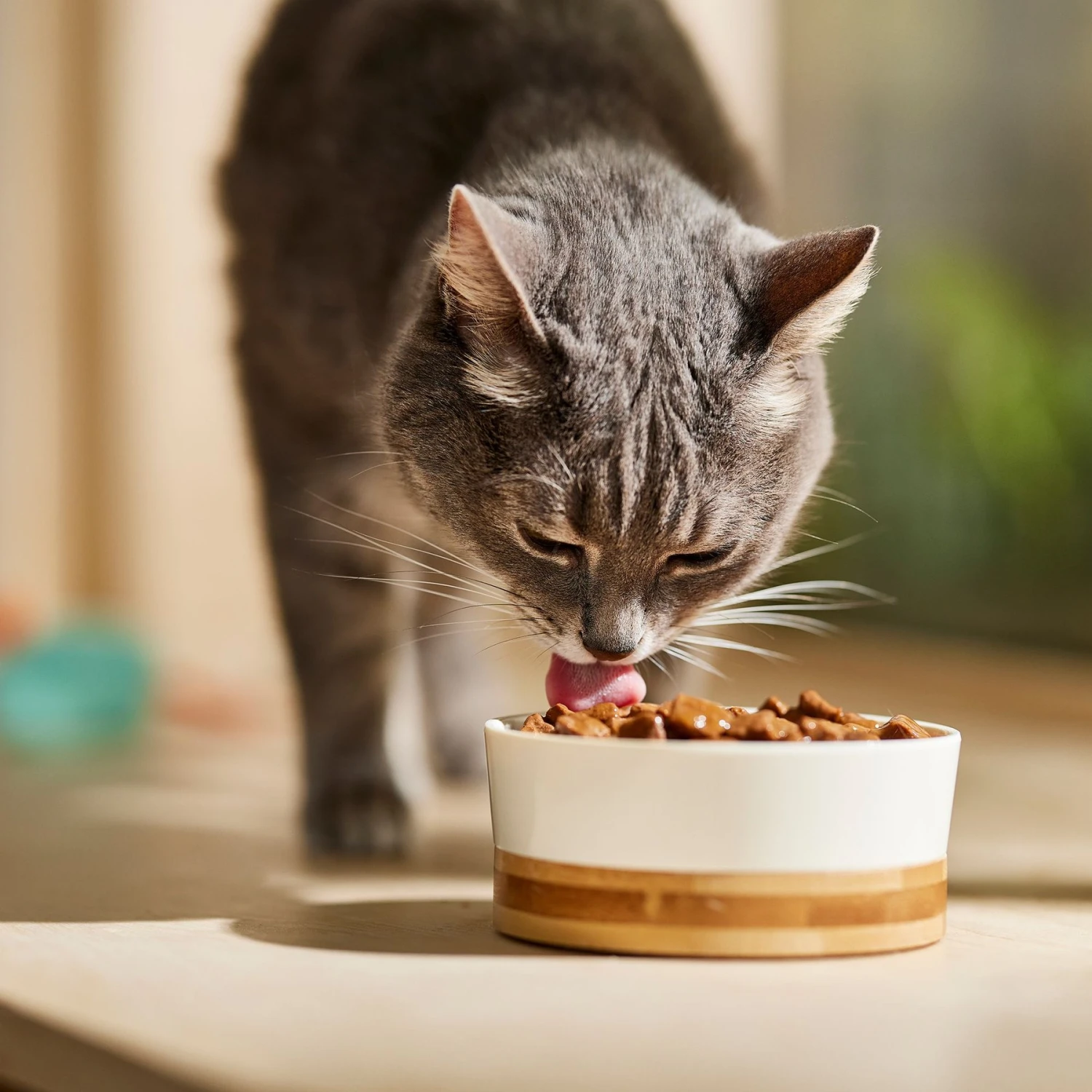 9 Lives Poultry & Beef Favorites Variety Pack Canned Cat Food 6 9 Lives Poultry & Beef Favorites Variety Pack Canned Cat Food - Image 4