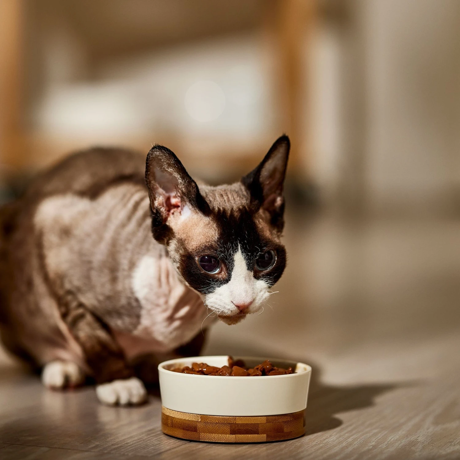 9 Lives Meaty Favorites Variety Pack Canned Cat Food 7 9 Lives Meaty Favorites Variety Pack Canned Cat Food - Image 5