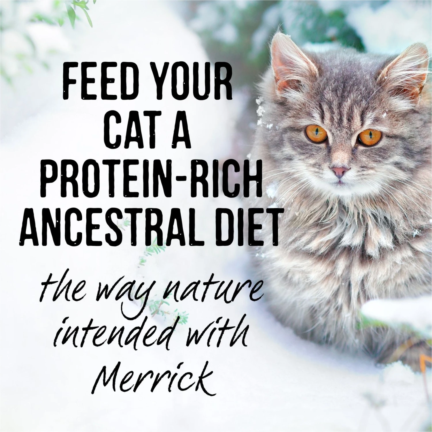 Merrick Backcountry Grain-Free Morsels In Gravy Real Beef Recipe Cuts Cat Food Pouches 10 Merrick Backcountry Grain-Free Morsels In Gravy Real Beef Recipe Cuts Cat Food Pouches - Image 8