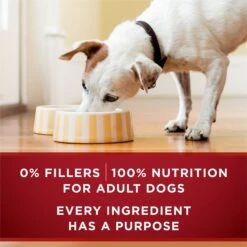Purina ONE SmartBlend True Instinct Tender Cuts In Gravy With Real Chicken & Duck Canned Dog Food -Blue Buffalo Shop 102388 PT5. AC SS1800 V1671734927