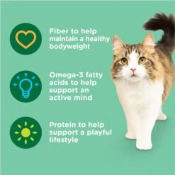 Rachael Ray Nutrish Indoor Complete Chicken With Lentils & Salmon Recipe Natural Dry Cat Food 15 Rachael Ray Nutrish Indoor Complete Chicken With Lentils & Salmon Recipe Natural Dry Cat Food -Blue Buffalo Shop 108512 PT4. AC SS1800 V1691768642