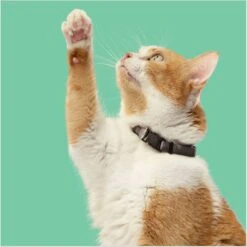 Rachael Ray Nutrish Indoor Complete Chicken With Lentils & Salmon Recipe Natural Dry Cat Food 16 Rachael Ray Nutrish Indoor Complete Chicken With Lentils & Salmon Recipe Natural Dry Cat Food -Blue Buffalo Shop 108512 PT5. AC SS1800 V1691768520