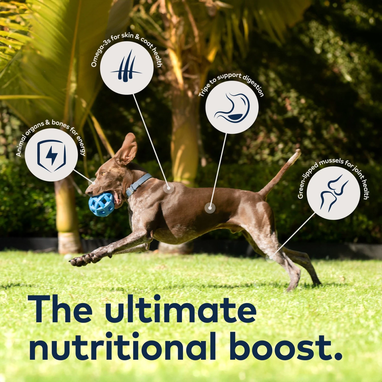 ZIWI Peak Mackerel & Lamb Grain-Free Air-Dried Dog Food 7 ZIWI Peak Mackerel & Lamb Grain-Free Air-Dried Dog Food - Image 5