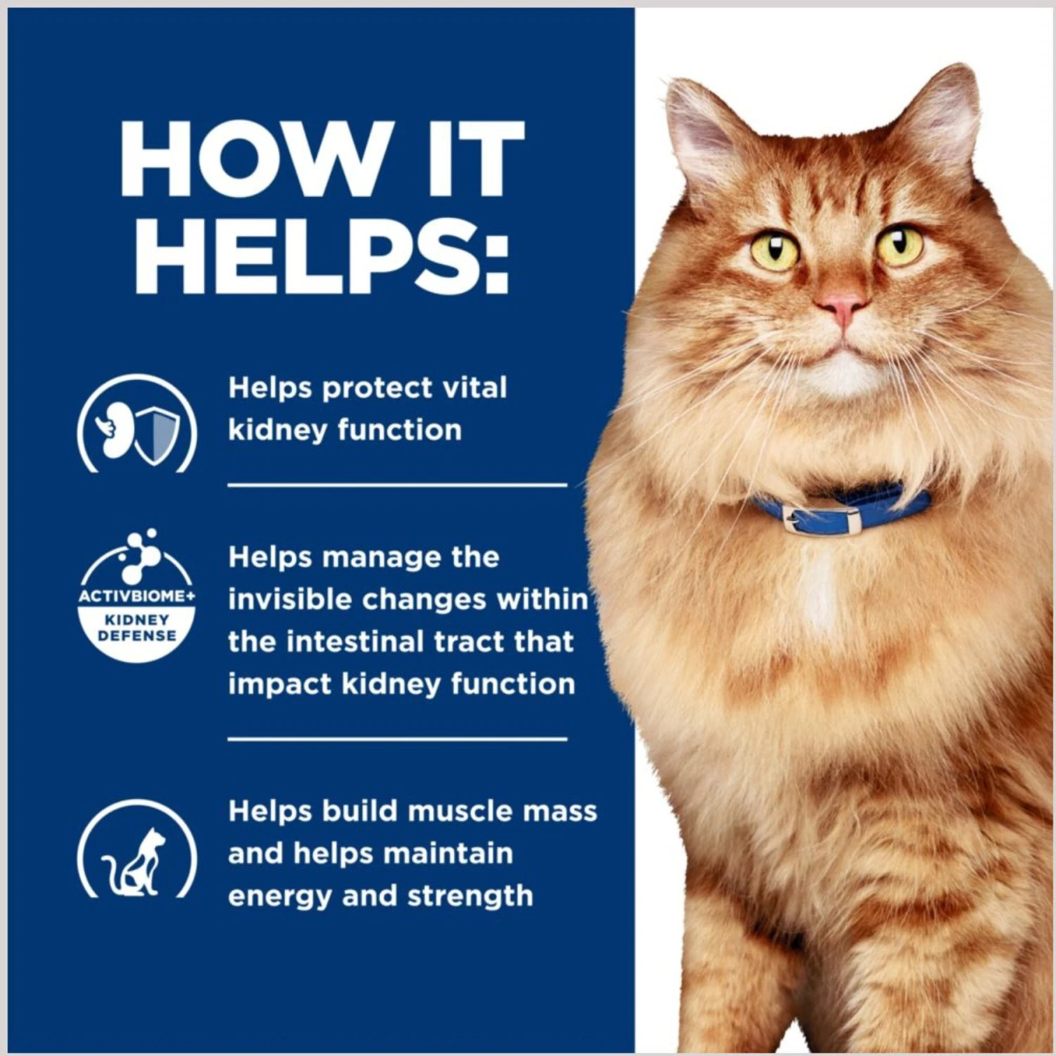 Hill's Prescription Diet K/d Kidney Care + Mobility Care With Chicken Dry Cat Food 8 Hill's Prescription Diet K/d Kidney Care + Mobility Care With Chicken Dry Cat Food - Image 6