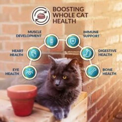 Wishbone Roost New Zealand Chicken Grain-Free Complete Cat Health Dry Cat Food -Blue Buffalo Shop 123912 PT4. AC SS1800 V1703863125