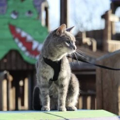 Comfort Soft Mesh Cat Harness -Blue Buffalo Shop 128175 PT5. AC SS1800 V1628227620