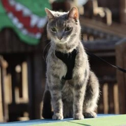 Comfort Soft Mesh Cat Harness -Blue Buffalo Shop 128175 PT6. AC SS1800 V1628229074