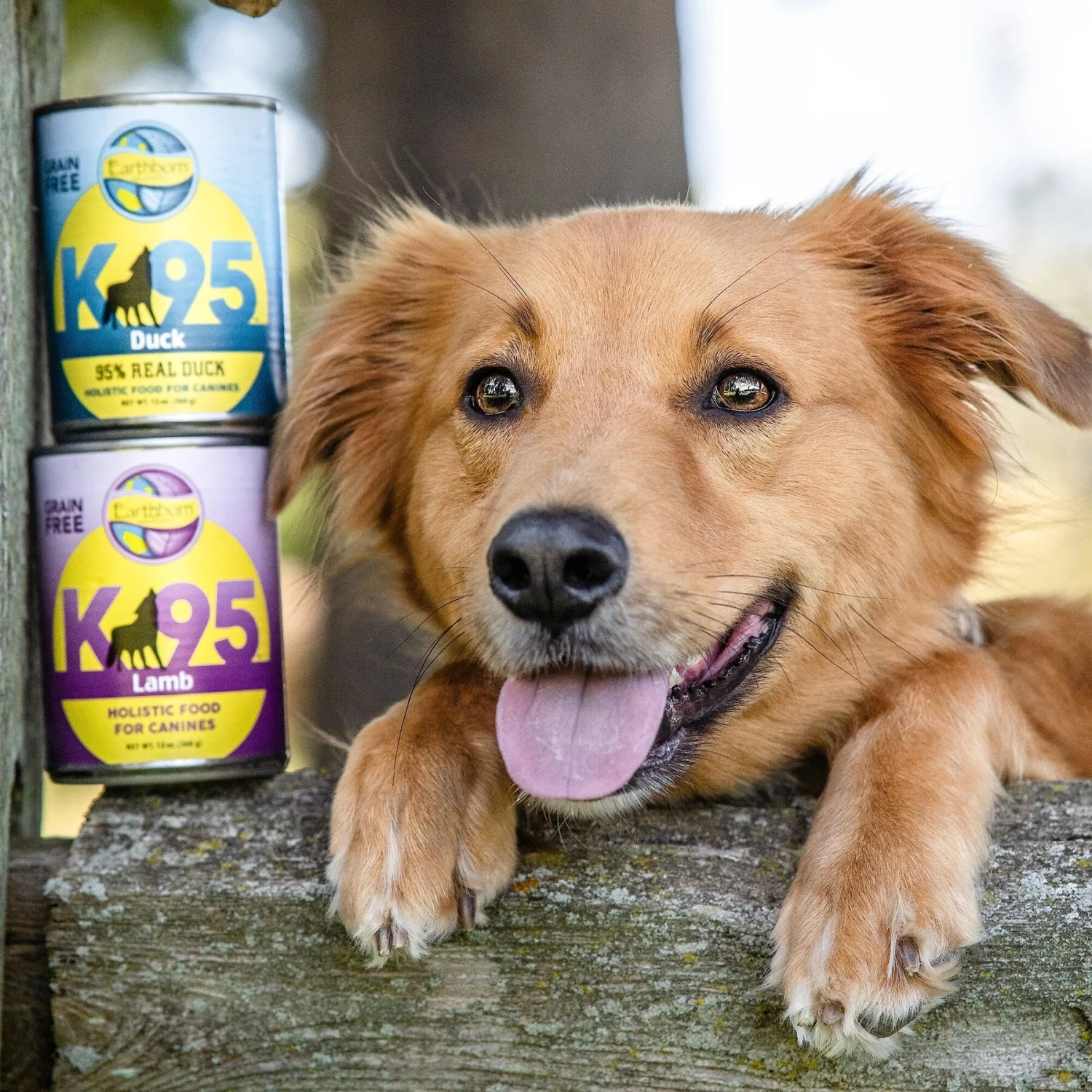 Earthborn Holistic K95 Lamb Recipe Grain-Free Canned Dog Food 10 Earthborn Holistic K95 Lamb Recipe Grain-Free Canned Dog Food - Image 8