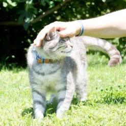 Pettsie Bow Tie Cotton Breakaway Cat Collar With Friendship Bracelet 10 Pettsie Bow Tie Cotton Breakaway Cat Collar With Friendship Bracelet -Blue Buffalo Shop 139113 PT6. AC SS1800 V1507065032