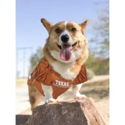 Pets First NCAA Dog & Cat Jersey, Texas Longhorns 13 Pets First NCAA Dog & Cat Jersey, Texas Longhorns -Blue Buffalo Shop 142131 PT4. AC SS1800 V1538435648