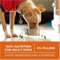 Purina ONE +Plus Adult High-Protein Healthy Weight Formula Dry Dog Food -Blue Buffalo Shop 143260 PT6. AC SS1800 V1676317799