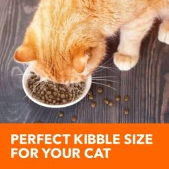 Iams ProActive Health Salmon Recipe Adult Dry Cat Food -Blue Buffalo Shop 148007 PT3. AC SS1800 V1609948113