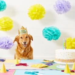 Frisco Happy Birthday Dog & Cat Crown -Blue Buffalo Shop 153665 PT5. AC SS1800 V1551231039