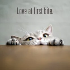 Meat Mates Beef Freeze-Dried Raw Cat Treats 19 Meat Mates Beef Freeze-Dried Raw Cat Treats -Blue Buffalo Shop 153829 PT8. AC SS1800 V1541011156