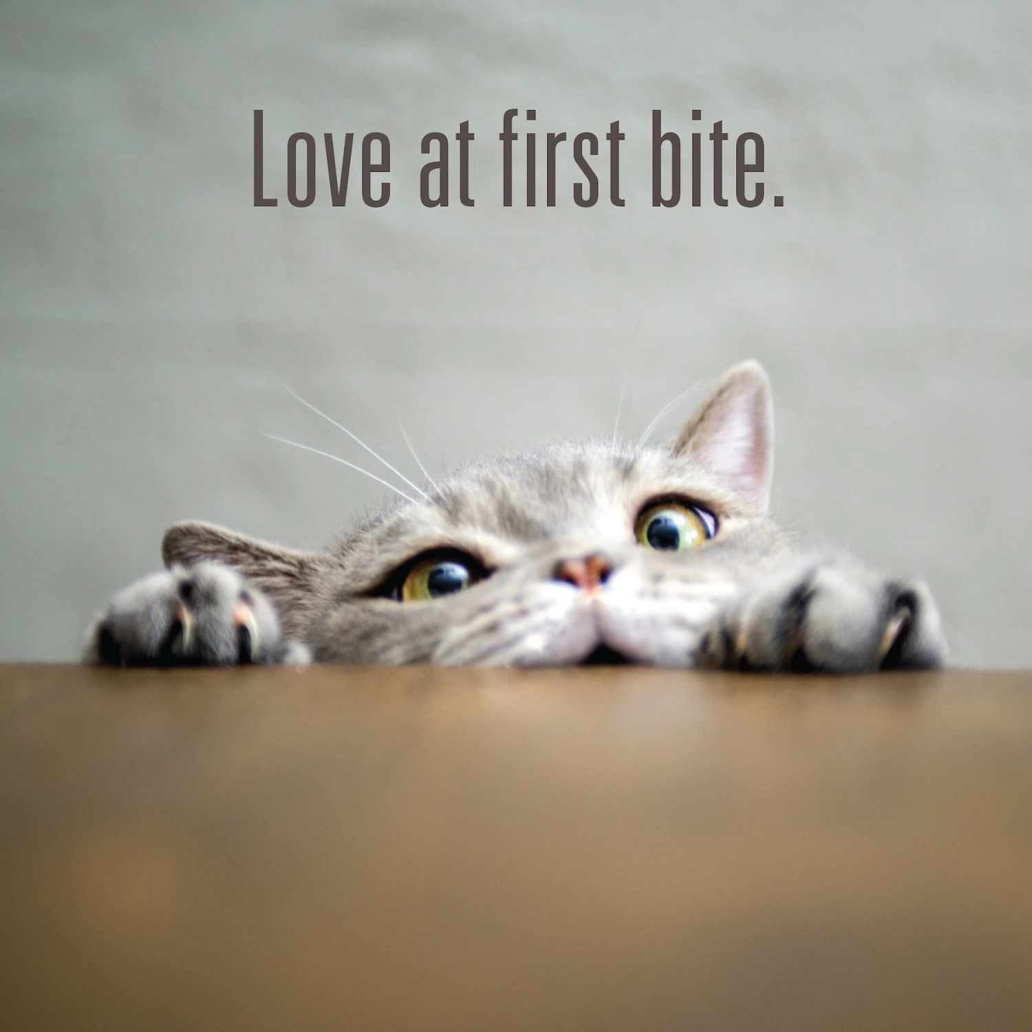 Meat Mates Beef Freeze-Dried Raw Cat Treats 11 Meat Mates Beef Freeze-Dried Raw Cat Treats - Image 9