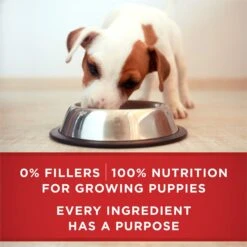 Purina ONE +Plus Classic Ground Healthy Puppy Lamb & Long Grain Rice Entree Canned Dog Food 16 Purina ONE +Plus Classic Ground Healthy Puppy Lamb & Long Grain Rice Entree Canned Dog Food -Blue Buffalo Shop 158418 PT7. AC SS1800 V1668810154