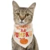 Frisco Mommy's Lil Pumpkin Dog & Cat Bandana -Blue Buffalo Shop 158936 MAIN. AC SS1800 V1689628232