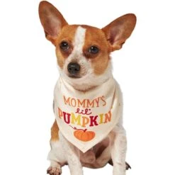 Frisco Mommy's Lil Pumpkin Dog & Cat Bandana -Blue Buffalo Shop 158936 PT2. AC SS1800 V1689629423