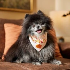 Frisco Mommy's Lil Pumpkin Dog & Cat Bandana -Blue Buffalo Shop 158936 PT4. AC SS1800 V1633064807