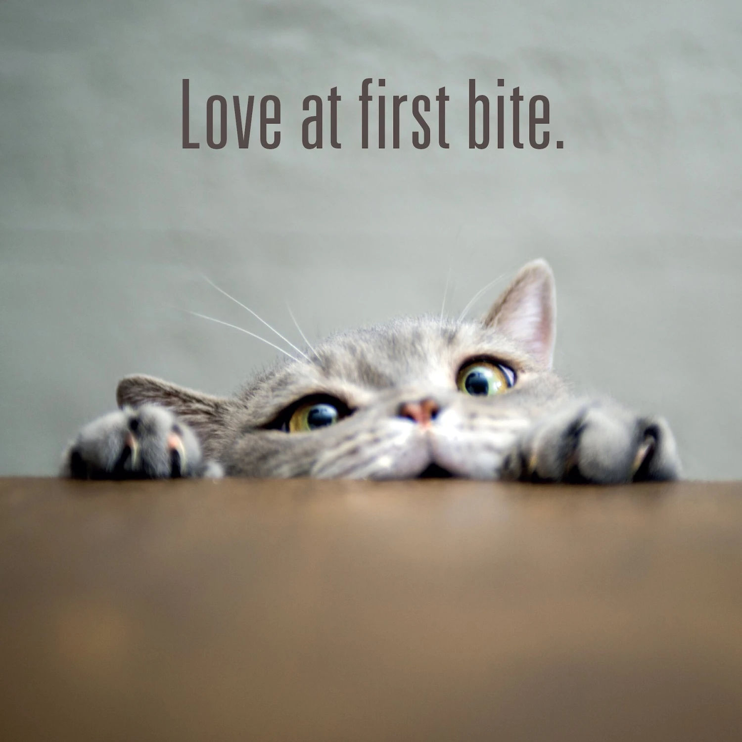 Meat Mates Lamb Dinner Grain-Free Freeze-Dried Cat Food 11 Meat Mates Lamb Dinner Grain-Free Freeze-Dried Cat Food - Image 9