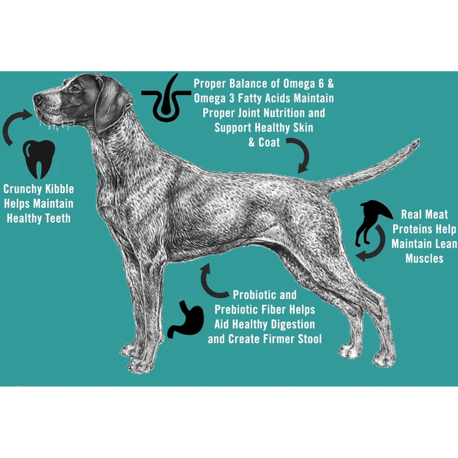 Chicken Soup For The Soul Large Breed Puppy Chicken, Turkey & Brown Rice Recipe Dry Dog Food 6 Chicken Soup For The Soul Large Breed Puppy Chicken, Turkey & Brown Rice Recipe Dry Dog Food - Image 4