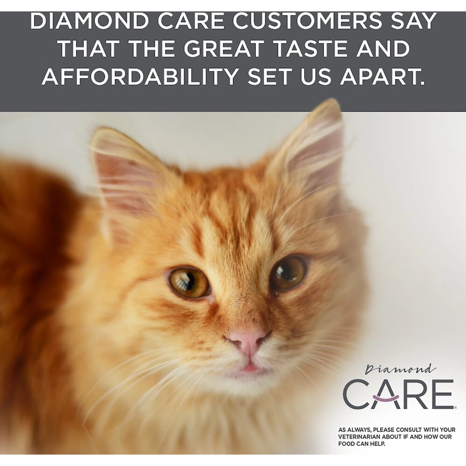 Diamond Care Urinary Support Formula Adult Dry Cat Food 9 Diamond Care Urinary Support Formula Adult Dry Cat Food - Image 7