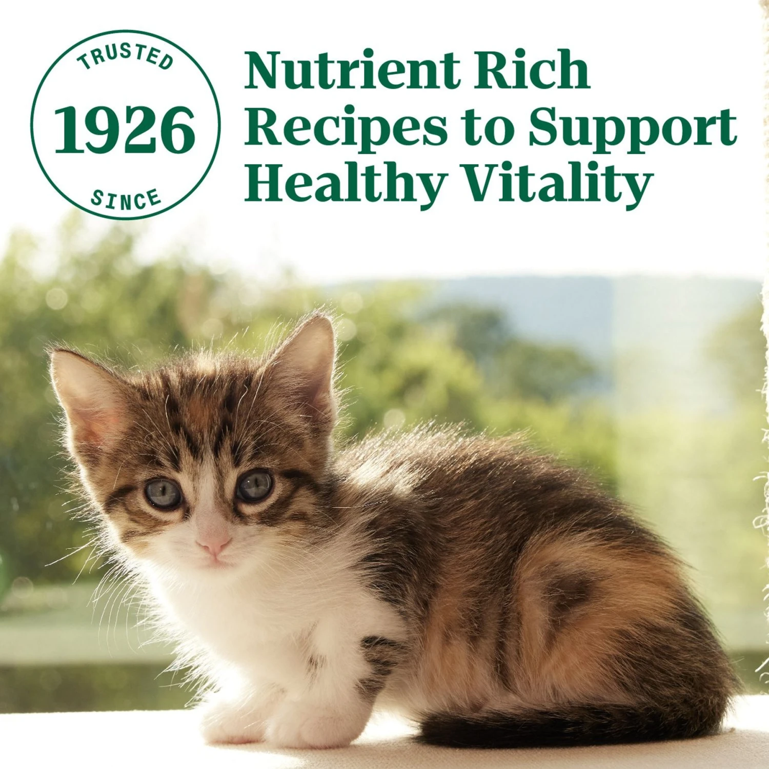 Nutro Wholesome Essentials Chicken & Brown Rice Recipe Kitten Dry Cat Food 9 Nutro Wholesome Essentials Chicken & Brown Rice Recipe Kitten Dry Cat Food - Image 7