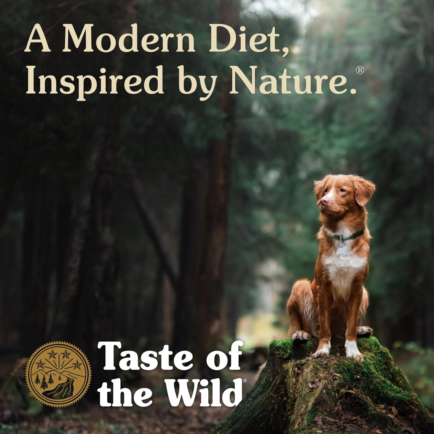 Taste Of The Wild Ancient Prairie With Ancient Grains Dry Dog Food 9 Taste Of The Wild Ancient Prairie With Ancient Grains Dry Dog Food - Image 7