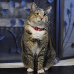 Safe Cat Adjustable Breakaway Magnetic Buckle Cat Collar -Blue Buffalo Shop 202095 PT1. AC SS1800 V1569348727