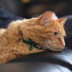 Safe Cat Jeweled Glitter Polyester Breakaway Cat Collar With Bell 7 Safe Cat Jeweled Glitter Polyester Breakaway Cat Collar With Bell -Blue Buffalo Shop 202128 PT1. AC SS1800 V1628569272