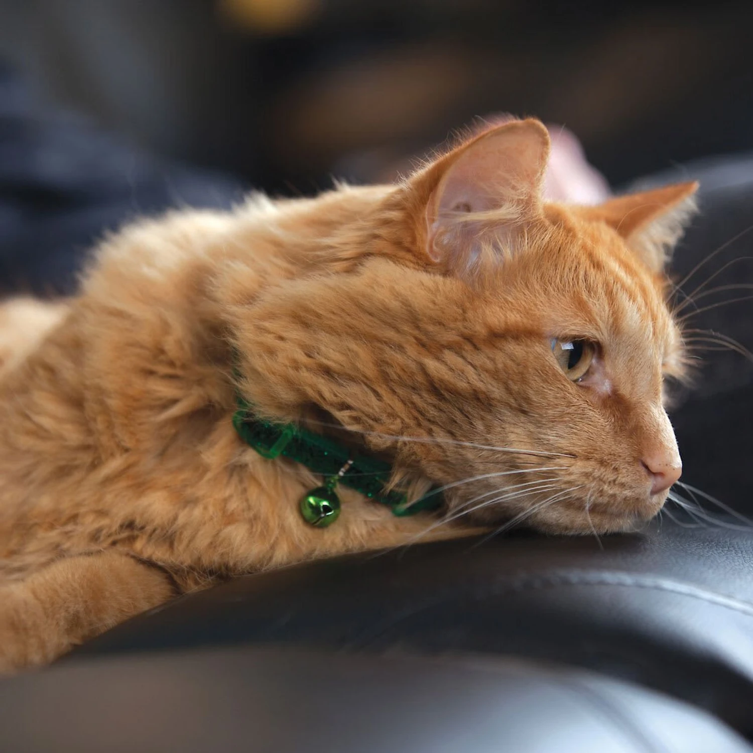 Safe Cat Jeweled Glitter Polyester Breakaway Cat Collar With Bell 4 Safe Cat Jeweled Glitter Polyester Breakaway Cat Collar With Bell - Image 2