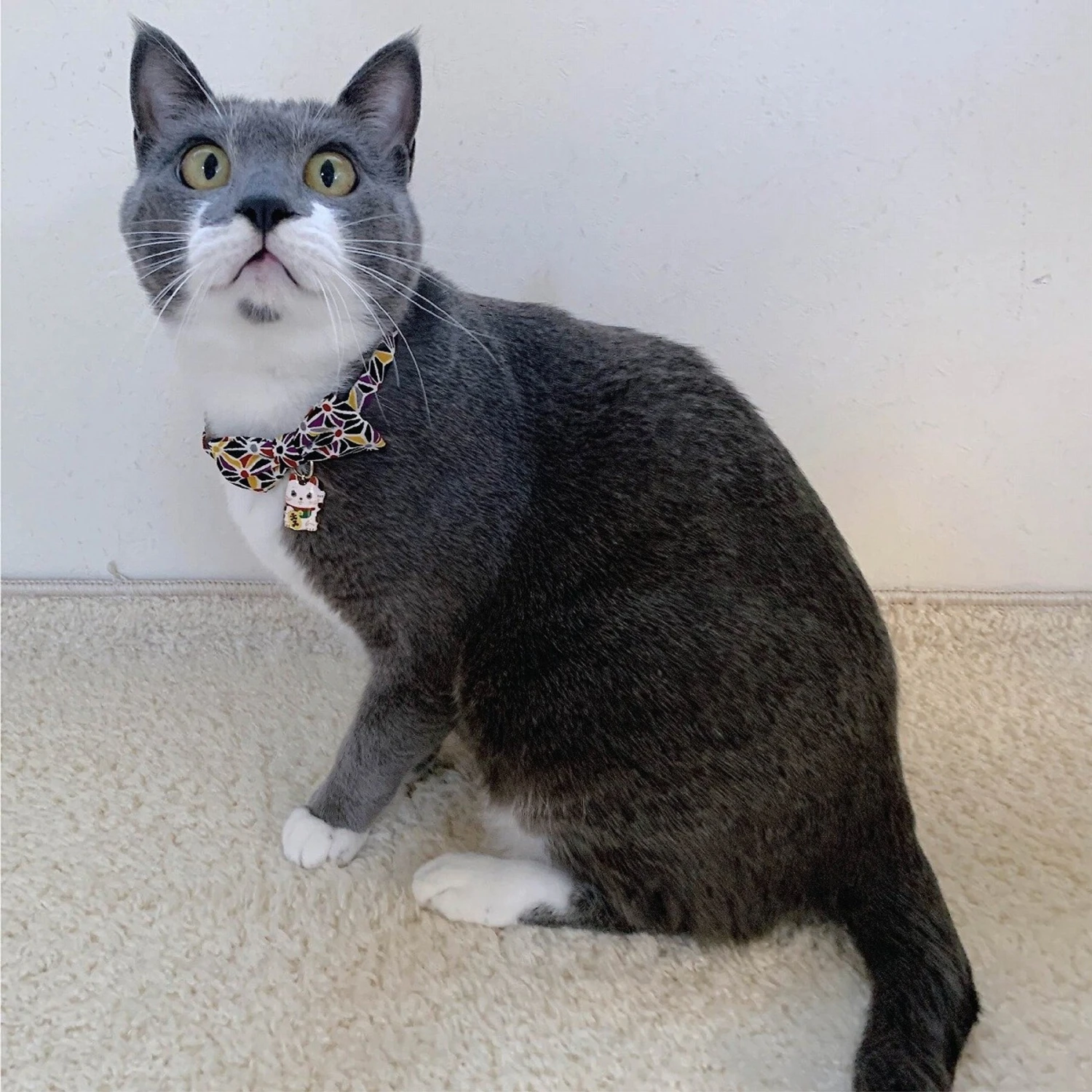 Necoichi Lucky Charm Bow Tie Cotton Breakaway Cat Collar With Bell 8 Necoichi Lucky Charm Bow Tie Cotton Breakaway Cat Collar With Bell - Image 6