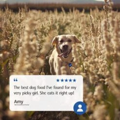 Farmina N&D Ancestral Grain Lamb & Blueberry Recipe Puppy Medium & Maxi Dry Dog Food 14 Farmina N&D Ancestral Grain Lamb & Blueberry Recipe Puppy Medium & Maxi Dry Dog Food -Blue Buffalo Shop 207653 PT7. AC SS1800 V1678910008