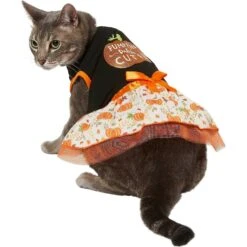 Frisco Pumpkin Patch Cutie Dog & Cat Dress -Blue Buffalo Shop 215784 PT2. AC SS1800 V1632429076