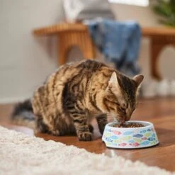 Frisco Colorful Fish Melamine Bowl -Blue Buffalo Shop 216047 PT7. AC SS1800 V1633025238