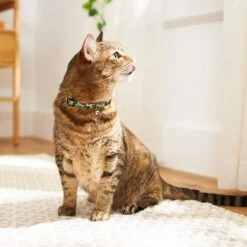 Disney Mickey Mouse Hawaiian Cat Collar -Blue Buffalo Shop 226283 PT4. AC SS1800 V1614028659