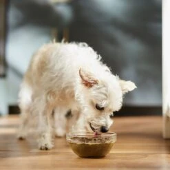 Caru Daily Dish Pumpkin Broth Human-Grade Dog & Cat Wet Food Topper, 1.1-lb Bottle 13 Caru Daily Dish Pumpkin Broth Human-Grade Dog & Cat Wet Food Topper, 1.1-lb Bottle -Blue Buffalo Shop 227871 PT3. AC SS1800 V1682711641