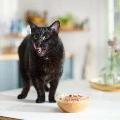 Caru Daily Dish Pumpkin Broth Human-Grade Dog & Cat Wet Food Topper, 1.1-lb Bottle 14 Caru Daily Dish Pumpkin Broth Human-Grade Dog & Cat Wet Food Topper, 1.1-lb Bottle -Blue Buffalo Shop 227871 PT4. AC SS1800 V1682711640